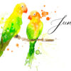 junio acuarela de agapornis